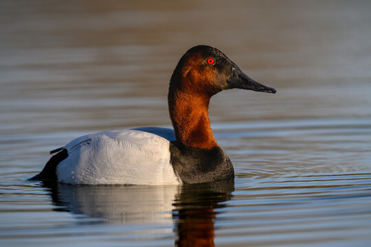 Close-up profile of a male Canvasback showing its chestnut head and bright red eye against smooth brown water