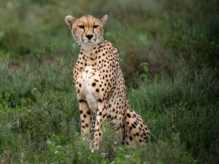 Cheetah Sitting in Grassland at Sunset