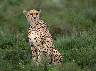 Cheetah Sitting in Grassland at Sunset