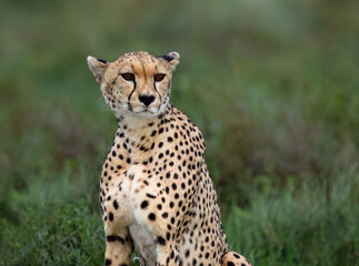 Cheetah Sitting in Grassland at Sunset