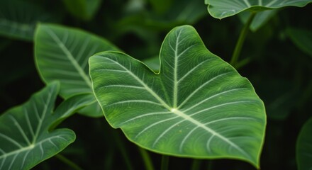 Close-up of Broadleaf Arrowhead leaves showcasing intricate leaf venation detail