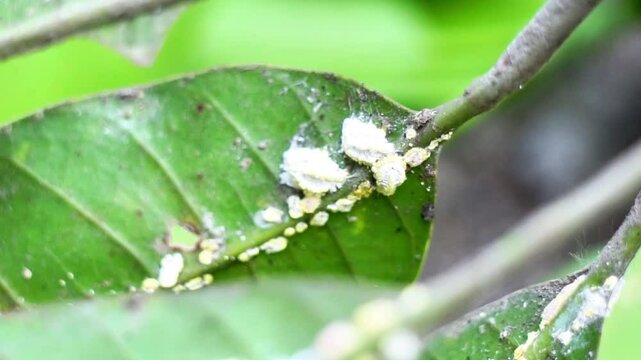 Phenacoccus manihoti (Kutu putih, Kodi Kodi, tapioca plant, flaming, manioc, Nyasaland, cassava mealybug). This pest often attacks plants, both vegetables and ornamental plants.