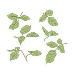 Hand drawn line art pink rose flower isolated on white background. Vintage romantic botanical vector illustration