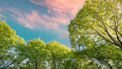 Fototapeta premium green trees canopy against a pastel sky