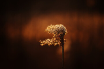 Wiosna natura bokeh