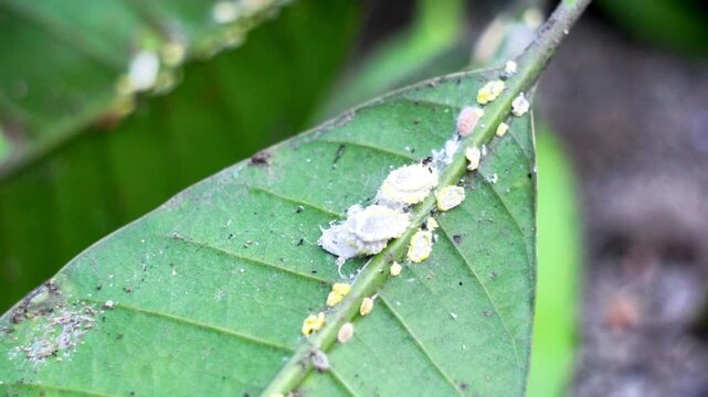 Phenacoccus manihoti (Kutu putih, Kodi Kodi, tapioca plant, flaming, manioc, Nyasaland, cassava mealybug). This pest often attacks plants, both vegetables and ornamental plants.