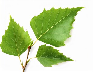 birch branch with fresh green leaves isolated on white