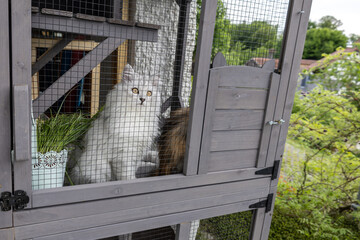 A cute young silver ragdoll crossbreed cat enjoying outdoor time in an enclosure