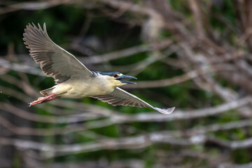 Closeup of a black-crowned night heron in flight.