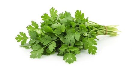 Fresh aromatic coriander bunch isolated on white surface for culinary designs