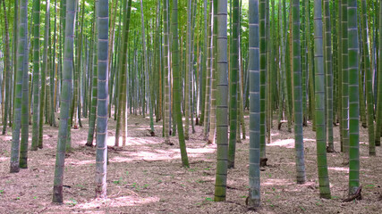 宇都宮市　若山農場の竹林