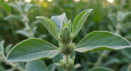 Obraz premium Close-up of a Vibrant Green Fat Hen Plant in Natural Habitat