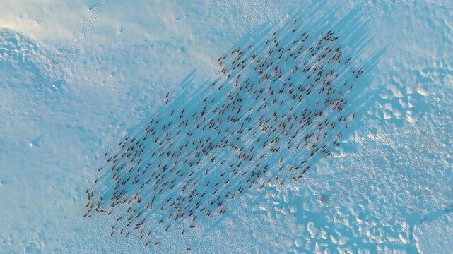 Aerial video showing a vast herd of reindeer (caribou) migrating in cold Arctic and subarctic regions, highlighting wildlife adaptation to harsh conditions.
