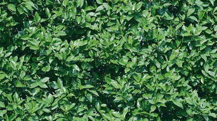 Lush Green Leaf Wall Texture. (1)