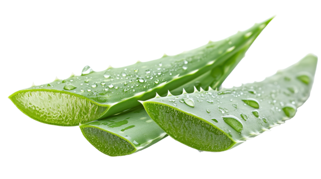 Fresh Aloe Vera Leaf with Water Droplets Isolated on PNG Transparent Background
