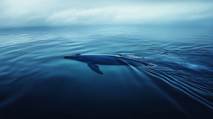 Whale in calm ocean water