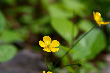 Close-up of a tiny, yellow Lesser spearwort (Ranunculus flammula) blooming in spring
