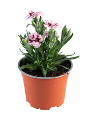 Light pink flowers blooming in a pot cut out isolated transparent background