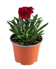 One red flower blooms in a pot cut out isolated transparent background
