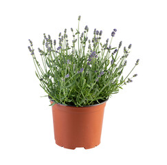 Lavender in a pot for garden decoration isolated nature background with clipping path