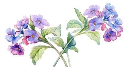 Watercolor Lungwort Flower Clipart &mdash; Hand-Painted Botanical Illustration on Transparent Background

