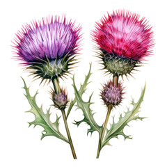 Watercolor Thistle Flowers Clipart &mdash; Hand-Painted Wildflower Illustration on Transparent Background

