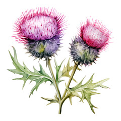 Watercolor Thistle Flowers Clipart &mdash; Hand-Painted Wildflower Illustration on Transparent Background

