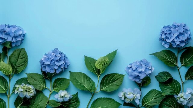 Blue Hydrangea Flowers Flat Lay on Light Blue Background
