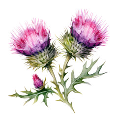 Watercolor Thistle Flowers Clipart — Hand-Painted Wildflower Illustration on Transparent Background


