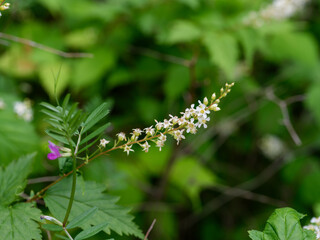 Close-up of white Northeast Asian Neillia (Neillia uekii) flowers blooming in early summer