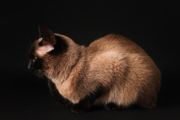 Adorable Thai cat on black background. Fluffy pet