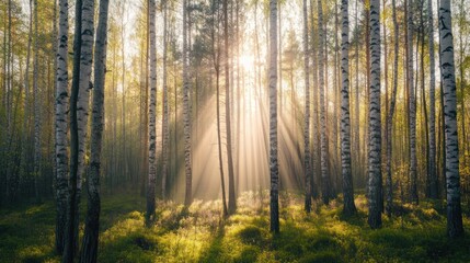 Obraz premium Sunbeams pierce a misty birch forest, illuminating the forest floor