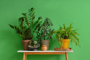 Pots with plants on table near green wall