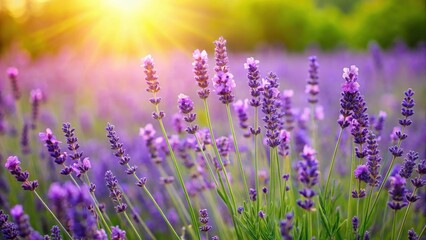 Obraz premium Lavender flowers blooming in a lush green meadow with gentle breeze, landscape, blooms