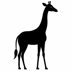 giraffe isolated on white background