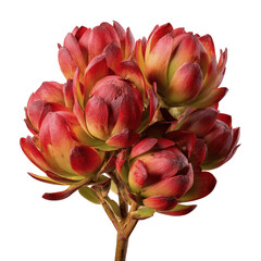 Vibrant Red Leucospermum Flower Cluster Close-up