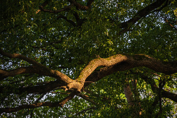 Sunlight Filtering Through Lush Tree Branches