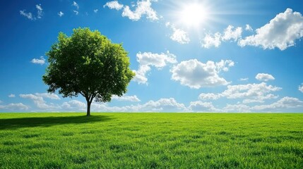 Fototapeta premium A solitary tree stands in a green field with bright sunshine