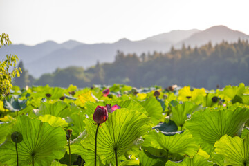 Sunrise Lotus Pond Landscape