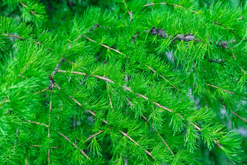 Young spring branches of larch