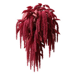 Vibrant Red Amaranth Flower Hanging Bouquet -