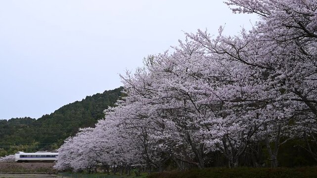 桜咲く安土を走る特急らくラクびわこ （東海道本線 安土 - 能登川, 2025年4月）
