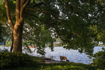 Peaceful Lakeside Serenity Beneath Lush Trees