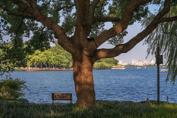 Tranquil Lakeside Scene with Ancient Tree