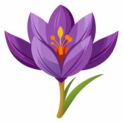 Naklejka premium Safran flower isolated Vector white background