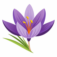 Naklejka premium Safran flower isolated Vector white background