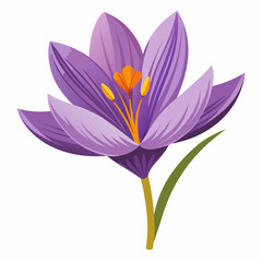 Fototapeta premium Safran flower isolated Vector white background