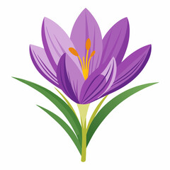 Safran flower  isolated Vector white background