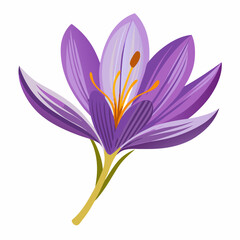 Fototapeta premium Safran flower isolated Vector white background