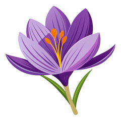 Safran flower  isolated Vector white background